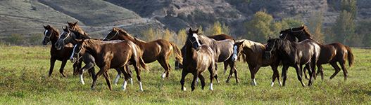 What CPAs Can Learn from Arabian Horses